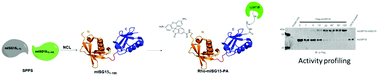 Graphical abstract: Total chemical synthesis of murine ISG15 and an activity-based probe with physiological binding properties