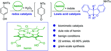 Graphical abstract: Hemin-catalyzed biomimetic oxidative phenol–indole [3 + 2] reactions in aqueous media