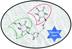 Graphical abstract: A minimalistic hydrolase based on co-assembled cyclic dipeptides