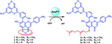 Graphical abstract: Selective geranylation of biflavonoids by Aspergillus terreus aromatic prenyltransferase (AtaPT)