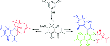 Graphical abstract: Biomimetic total syntheses of baefrutones A–D, baeckenon B, and frutescones A, D–F