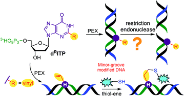 Graphical abstract: 2-Substituted 2′-deoxyinosine 5′-triphosphates as substrates for polymerase synthesis of minor-groove-modified DNA and effects on restriction endonuclease cleavage