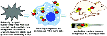 Graphical abstract: Recent progress on the organic and metal complex-based fluorescent probes for monitoring nitric oxide in living biological systems