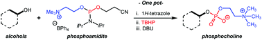 Graphical abstract: An effective reagent to functionalize alcohols with phosphocholine