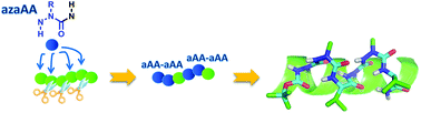 Graphical abstract: Introducing sequential aza-amino acids units induces repeated β-turns and helical conformations in peptides