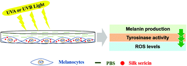 Graphical abstract: The inhibitory effect of silk sericin against ultraviolet-induced melanogenesis and its potential use in cosmeceutics as an anti-hyperpigmentation compound