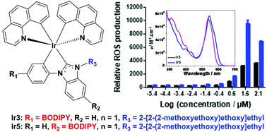 Graphical abstract: Neutral iridium(iii) complexes bearing BODIPY-substituted N-heterocyclic carbene (NHC) ligands: synthesis, photophysics, in vitro theranostic photodynamic therapy, and antimicrobial activity