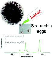 Graphical abstract: Microsphere packages of carotenoids: intact sea urchin eggs tracked by Raman spectroscopy tools