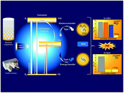 Graphical abstract: Photodynamic inactivation of S. aureus with a water-soluble curcumin salt and an application to cheese decontamination