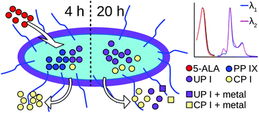 Graphical abstract: Sensitization of Salmonella enterica with 5-aminolevulinic acid-induced endogenous porphyrins: a spectroscopic study