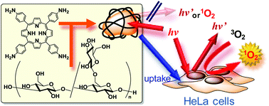 Graphical abstract: Turn-on fluorescence and photodynamic activity of β-(1,3-1,6)-d-glucan-complexed porphyrin derivatives inside HeLa cells