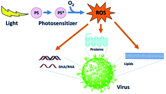 Graphical abstract: Trends and targets in antiviral phototherapy
