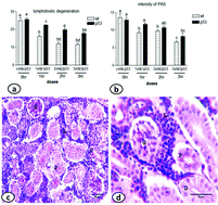 Graphical abstract: Comparative histology of wild-type and p53-deficient medaka (Oryzias latipes): nephrotoxic effect of ultraviolet A radiation