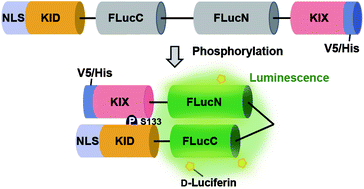 Graphical abstract: Enhanced bioluminescent sensor for longitudinal detection of CREB activation in living cells