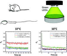 Graphical abstract: The effect of green light on the motility of mouse sperm at two different temperatures