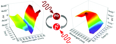 Graphical abstract: Dynamics and efficiency of photoswitching in biliverdin-binding phytochromes
