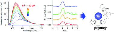 Graphical abstract: Design and characterization of a 2-(2′-hydroxyphenyl)benzimidazole-based Sr2+-selective fluorescent probe in organic and micellar solution systems