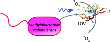 Graphical abstract: Single mutation in a novel bacterial LOV protein yields a singlet oxygen generator