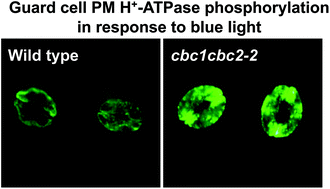Graphical abstract: Raf-like kinases CBC1 and CBC2 negatively regulate stomatal opening by negatively regulating plasma membrane H+-ATPase phosphorylation in Arabidopsis