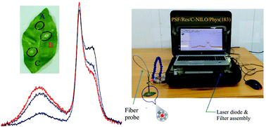 Graphical abstract: Laser-induced fluorescence spectroscopy for early disease detection in grapefruit plants