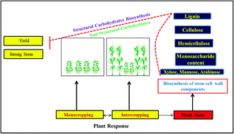 Graphical abstract: Effects of lignin, cellulose, hemicellulose, sucrose and monosaccharide carbohydrates on soybean physical stem strength and yield in intercropping