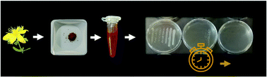 Graphical abstract: Photodynamic action of Hypericum perforatum hydrophilic extract against Staphylococcus aureus