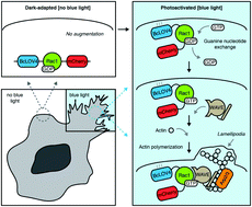 Graphical abstract: Optogenetic Rac1 engineered from membrane lipid-binding RGS-LOV for inducible lamellipodia formation
