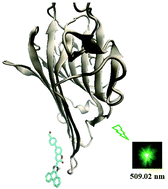 Graphical abstract: 4-(4-Chloro-2-oxo-3(1H-phenanthro[9,10-d]imidazol-2-yl)-2H-chromen-6-yl) benzaldehyde as a fluorescent probe for medical imaging: linear and nonlinear optical properties