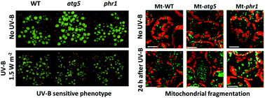 Graphical abstract: Autophagy-deficient Arabidopsis mutant atg5, which shows ultraviolet-B sensitivity, cannot remove ultraviolet-B-induced fragmented mitochondria