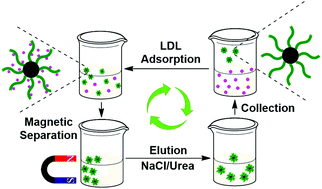 Graphical abstract: Chondroitin-analogue decorated magnetic nanoparticles via a click reaction for selective adsorption of low-density lipoprotein