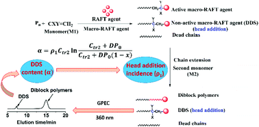 Graphical abstract: Determination of head addition incidence of (meth)acrylate and styrene in radical polymerization by RAFT block polymerization derivation and gradient polymer elution chromatography