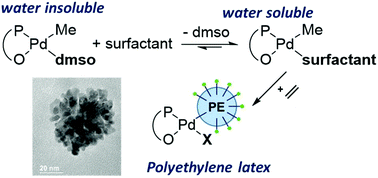 Graphical abstract: Solubility and activity of a phosphinosulfonate palladium catalyst in water with different surfactants