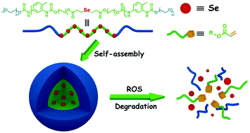 Graphical abstract: ROS-triggered degradation of selenide-containing polymers based on selenoxide elimination