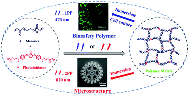 Graphical abstract: Study on a polymerizable visible light initiator for fabrication of biosafety materials