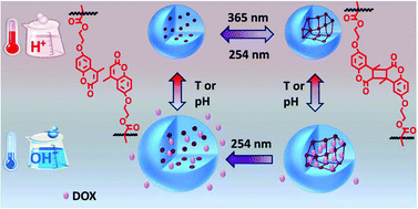 Graphical abstract: Triply responsive coumarin-based microgels with remarkably large photo-switchable swelling