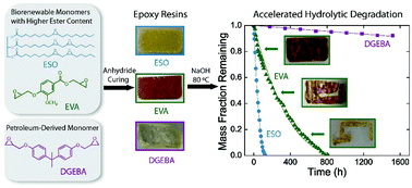 Graphical abstract: Accelerated hydrolytic degradation of ester-containing biobased epoxy resins