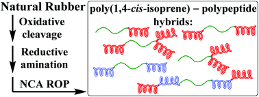 Graphical abstract: Facile synthesis of 1,4-cis-polyisoprene–polypeptide hybrids with different architectures