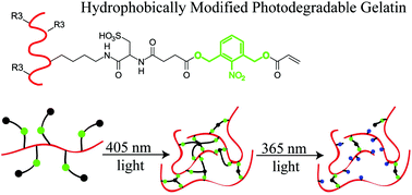 Graphical abstract: Mechanically robust photodegradable gelatin hydrogels for 3D cell culture and in situ mechanical modification
