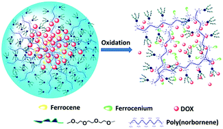 Graphical abstract: Ferrocene-containing amphiphilic polynorbornenes as biocompatible drug carriers