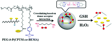 Graphical abstract: Fabrication of biocleavable crosslinked polyprodrug vesicles via reversible donor–acceptor interactions for enhanced anticancer drug delivery