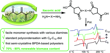 Graphical abstract: The aza-Michael reaction: towards semi-crystalline polymers from renewable itaconic acid and diamines