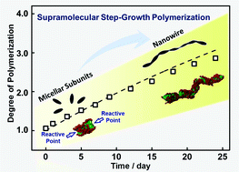 Graphical abstract: Supramolecular step-growth polymerization kinetics of pre-assembled triblock copolymer micelles