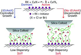 Graphical abstract: Tuning and in situ monitoring of surface-initiated, atom-transfer radical polymerization of acrylamide derivatives in water-based solvents