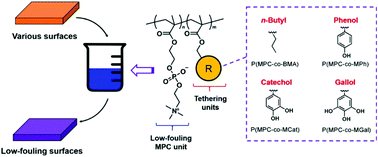 Graphical abstract: Bio-inspired immobilization of low-fouling phospholipid polymers via a simple dipping process: a comparative study of phenol, catechol and gallol as tethering groups