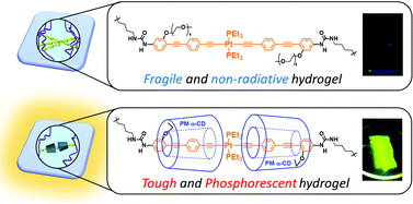 Graphical abstract: Luminescent and mechanical enhancement of phosphorescent hydrogel through cyclic insulation of platinum-acetylide crosslinker