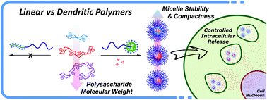 Graphical abstract: Polysaccharides meet dendrimers to fine-tune the stability and release properties of polyion complex micelles