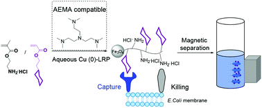 Graphical abstract: Synthesis of chitosan-mimicking cationic glycopolymers by Cu(0)-LRP for efficient capture and killing of bacteria