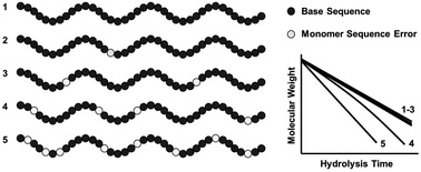 Graphical abstract: Consequences of isolated critical monomer sequence errors for the hydrolysis behaviors of sequenced degradable polyesters