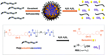 Graphical abstract: Completely degradable backbone-type hydrogen peroxide responsive curcumin copolymer: synthesis and synergistic anticancer investigation