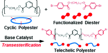 Graphical abstract: Synthesis of telechelic polyesters by means of transesterification of an A2 + B2 polycondensation-derived cyclic polyester with a functionalized diester